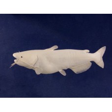 Channel Catfish Replica -  36.5"