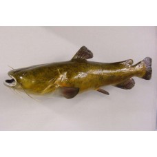 Flat Head Catfish Replica -  47.5"