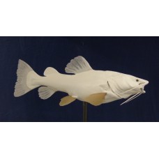 Red Tail Catfish Replica -  26"
