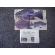 Saltwater Species - Rockfish-Black Reference Material