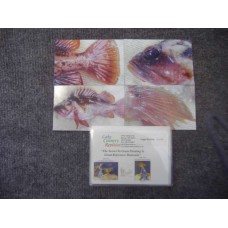 Saltwater Species - Rockfish-Copper Reference Material