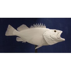 Yellow Eye Rock Fish Replica -  25.5"