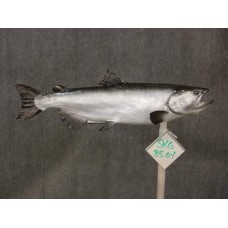 King Salmon Replica - 35"