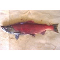 Coldwater Species - Salmon-Sockeye Spawn Reference Material